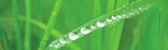 dew on grass
